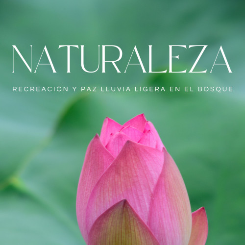 Naturaleza: Recreación Y Paz Lluvia Ligera En El Bosque