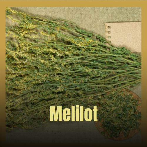 Melilot