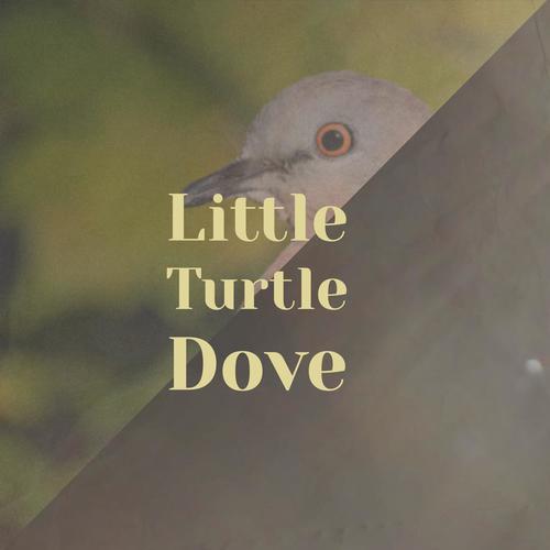 Little Turtle Dove