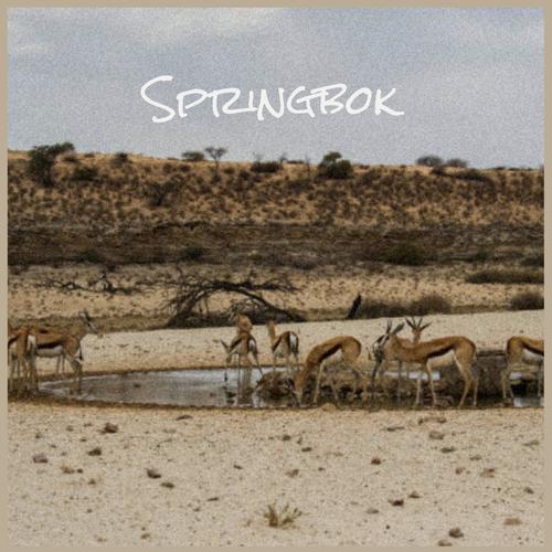 Springbok