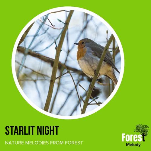 Starlit Night - Nature Melodies from Forest