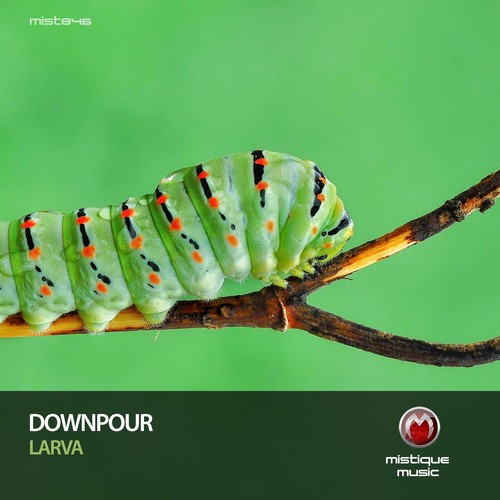 Larva