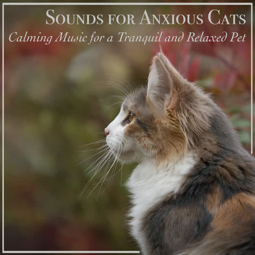 Sounds for Anxious Cats: Music for a Tranquil and Relaxed Pet