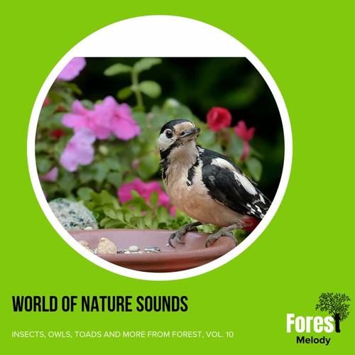 World of Nature Sounds - Insects, Owls, Toads and More from Forest, Vol. 10