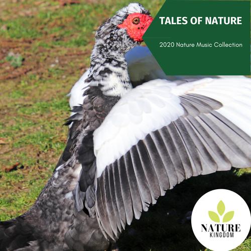 Tales of Nature- 2020 Nature Music Collection