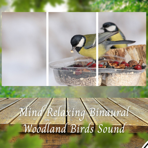 Mind Relaxing Binaural Woodland Birds Sound