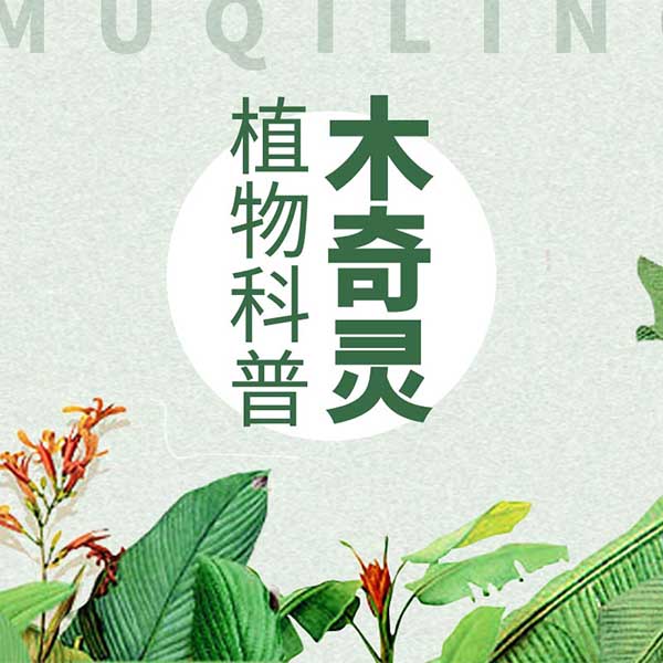 木奇灵植物科普