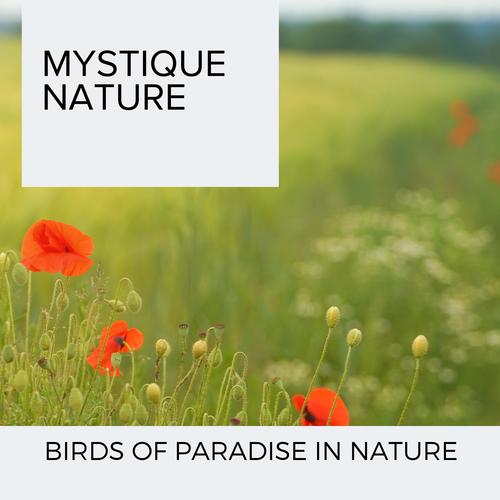 Mystique Nature - Birds of Paradise in Nature