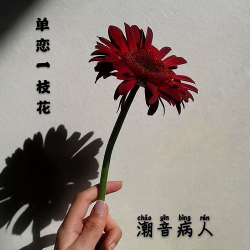 单恋一枝花