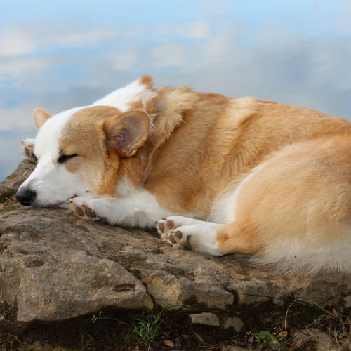 Oceanic Dog Woofscapes: Binaural Serenades for Tranquil Naps