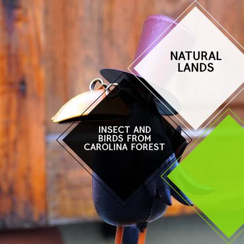 Insect and Birds from Carolina Forest - Natural Lands