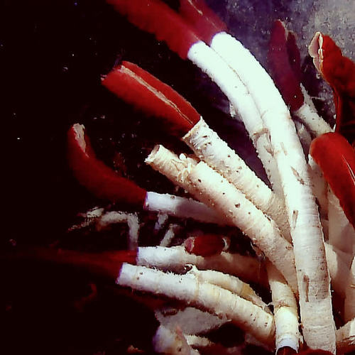 Tube Worms