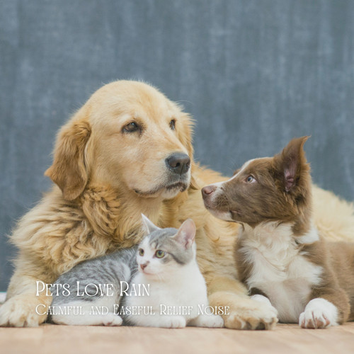 Pets Love Rain: Calmful and Easeful Relief Noise