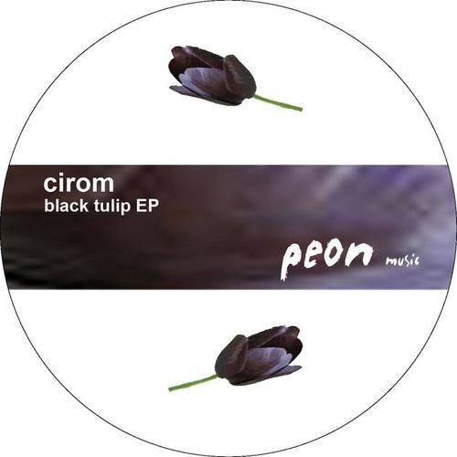 Black Tulip