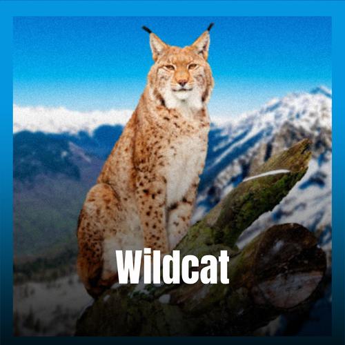 Wildcat