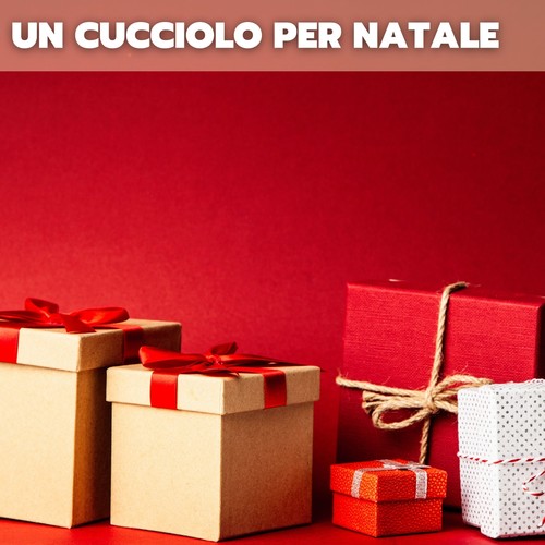 Un cucciolo per natale