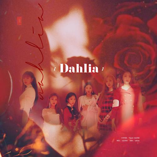 DAHLIA(大丽花)