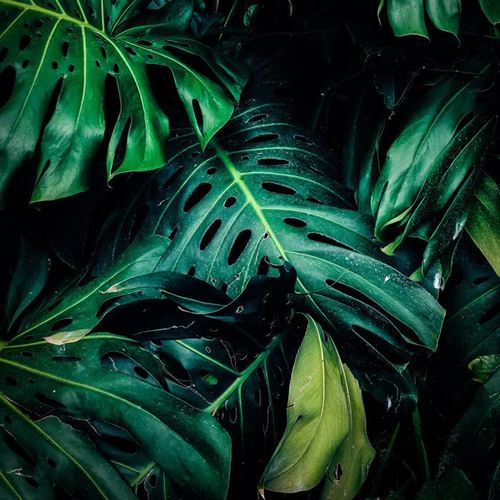 Calming Rain Sounds Collection