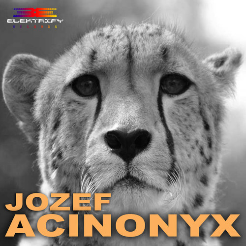 Acinonyx