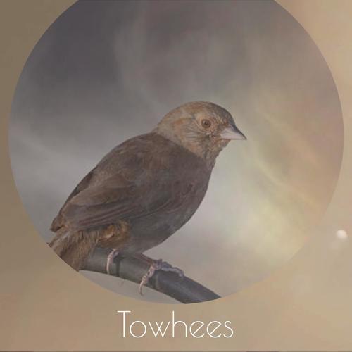 Towhees