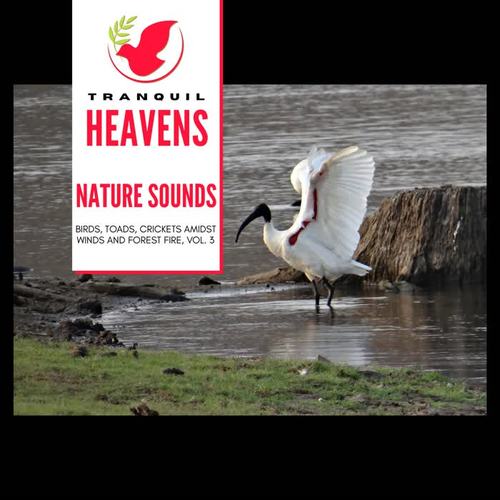 Nature Sounds - Birds, Toads, Crickets amidst Winds and Forest Fire, Vol. 3