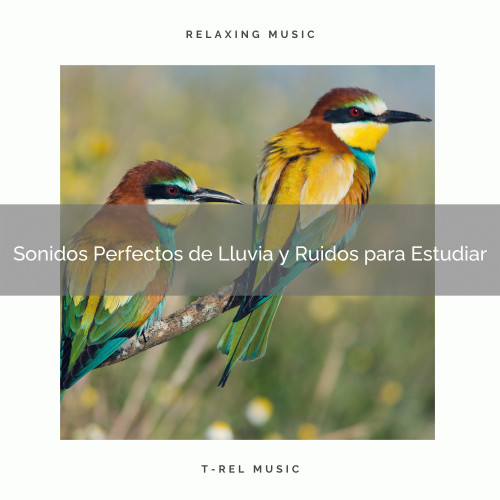 Sonidos Perfectos de Lluvia y Ruidos para Estudiar
