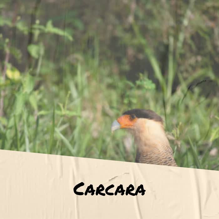 Carcara