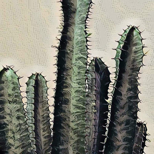 Cacti