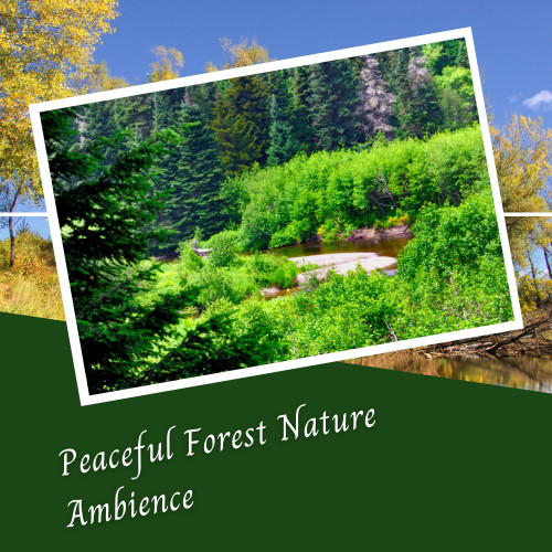 Peaceful Forest Nature Ambience - 2 Hours