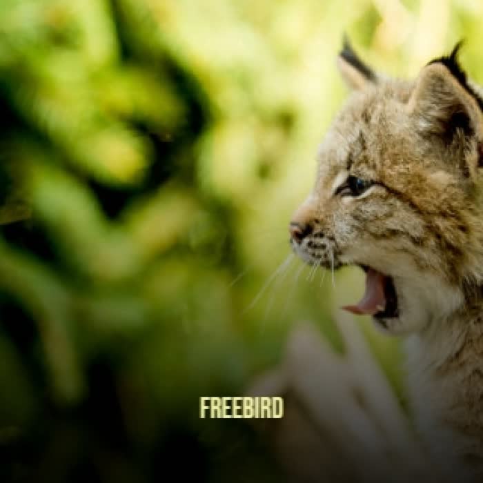 Freebird