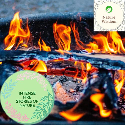 Intense Fire Stories of Nature