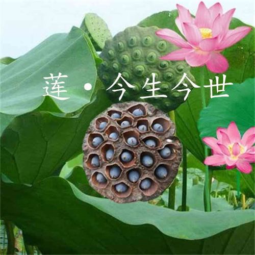 莲·今生今世