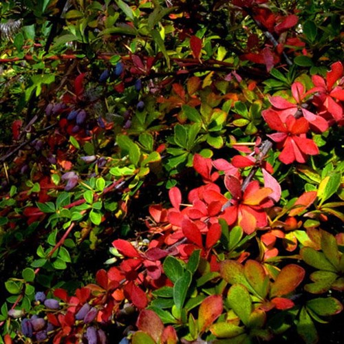 Nature and Melody01