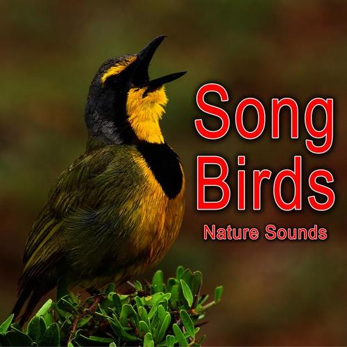 Song Birds (Nature Sounds)