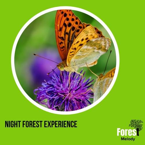 Night Forest Experience