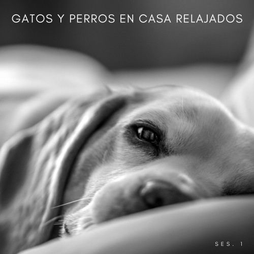 Gatos y Perros En Casa Relajados Ses. 1