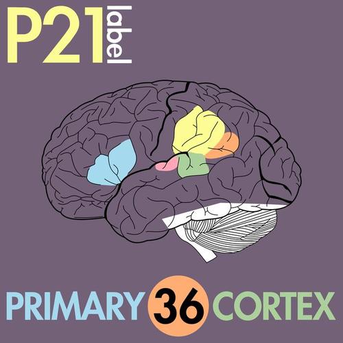 Primary Cortex