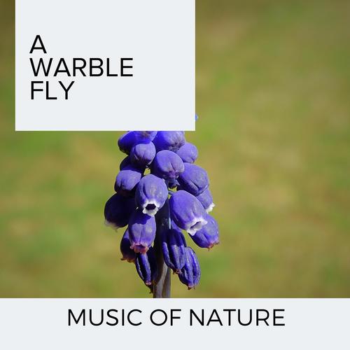 A Warble Fly - Music of Nature