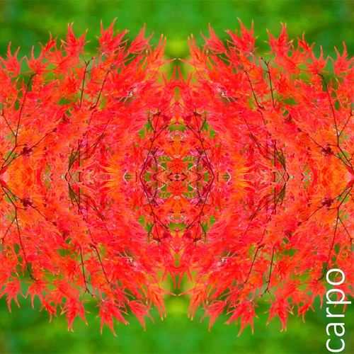 Carpo