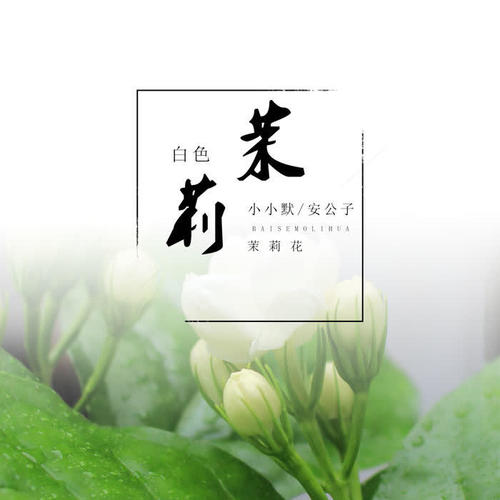 白色茉莉花