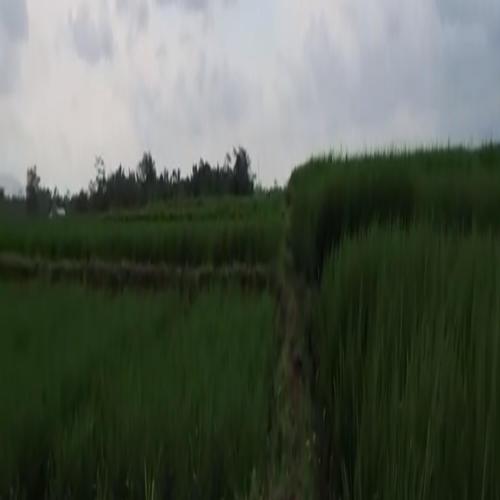 taro (Explicit)