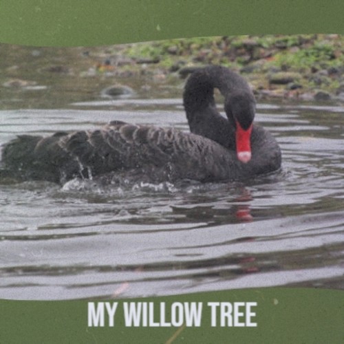 My Willow Tree
