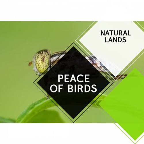 Peace of Birds - Natural Lands