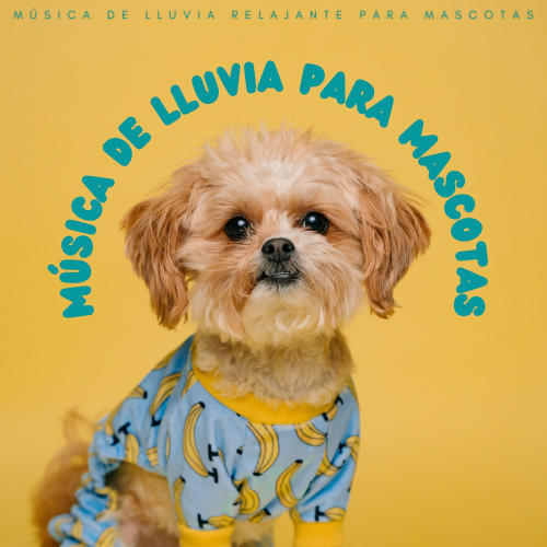 Música De Lluvia Para Mascotas: Música De Lluvia Relajante Para Mascotas