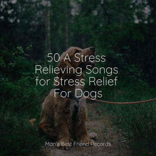 50 A Stress Relieving Songs for Stress Relief For Dogs