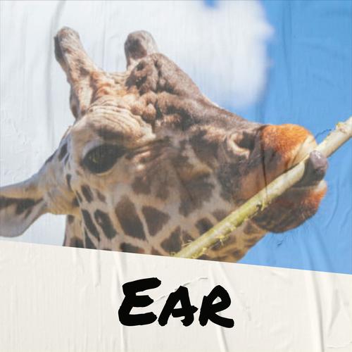 Ear