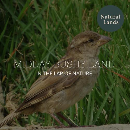 Midday Bushy Land - In the Lap of Nature