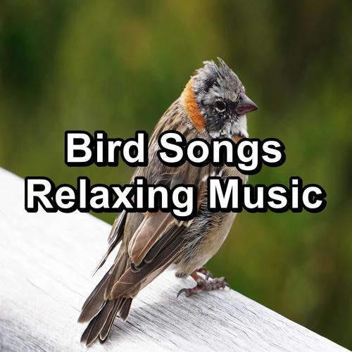 Bird Songs Relaxing Music