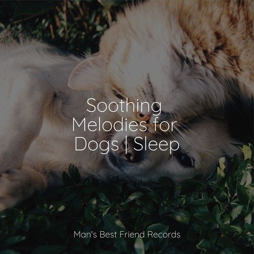 Soothing Melodies for Dogs | Sleep