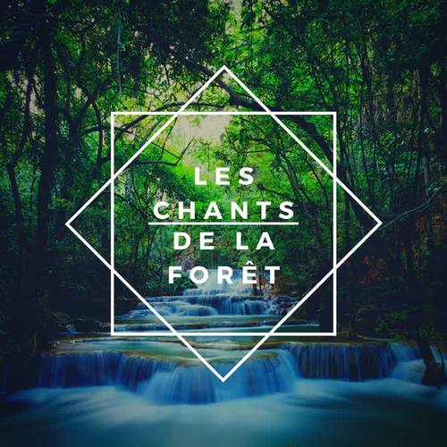 Les chants de la forêt: Musique détressant avec sons de la forêt amazonienne, pour sommeil régénérant et relaxation profonde